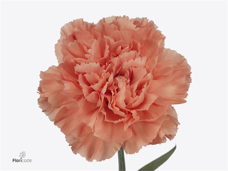 Nagelj Long Hermes Orange c375