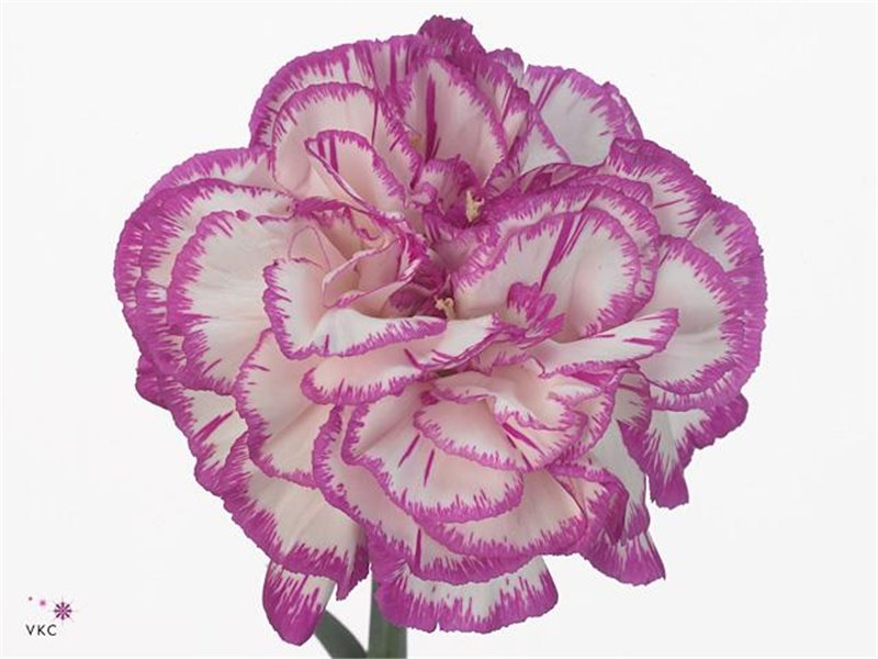 Nagelj Long Kino c379