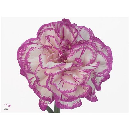 Nagelj Long Kino c379