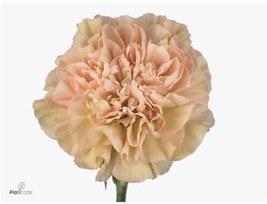 Nagelj Long Kino c380