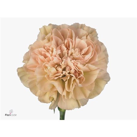 Nagelj Long Kino c380