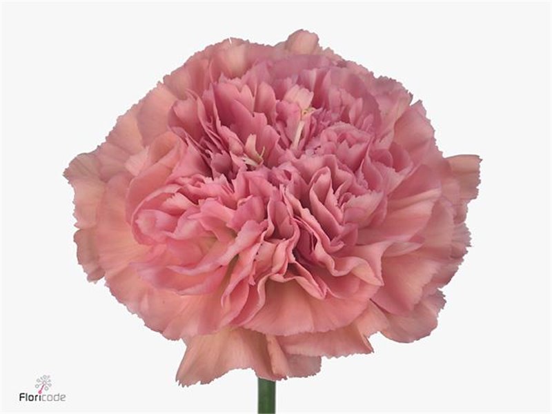 Nagelj Long Lege Marrone c381