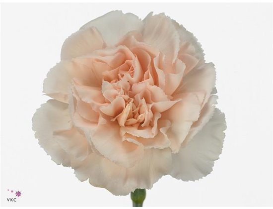 Nagelj Long Lizzy c382