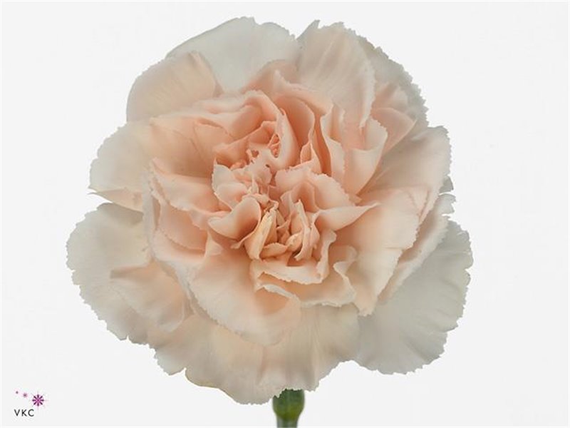 Nagelj Long Lizzy c382