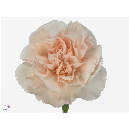 Nagelj Long Lizzy c382