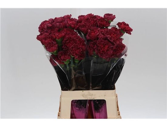 Nagelj Long Lucy c384