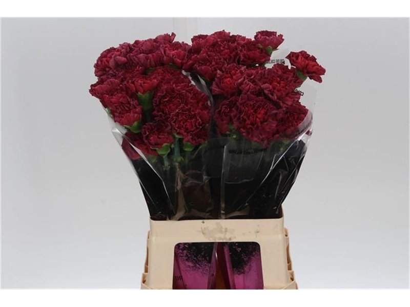 Nagelj Long Lucy c384