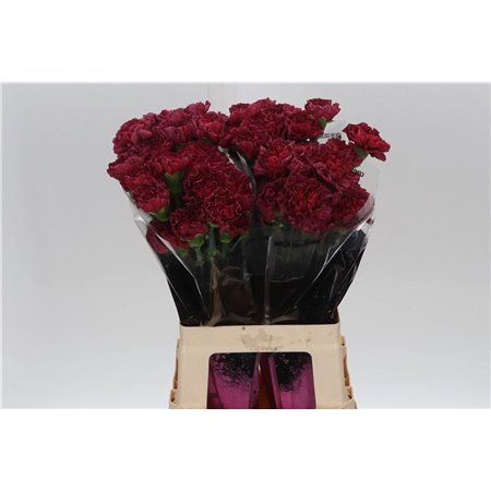 Nagelj Long Lucy c384