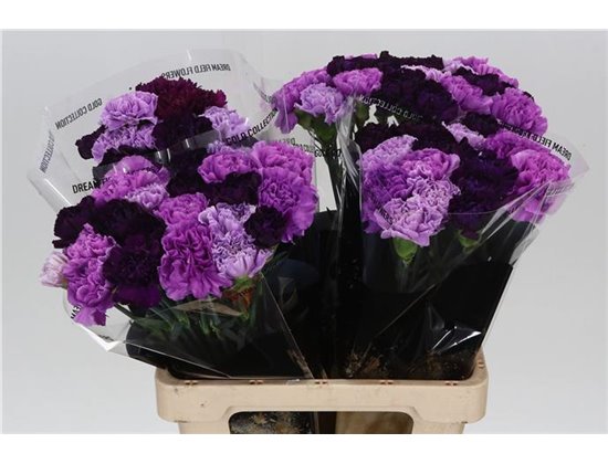 Nagelj Long Mixed Florigene c387