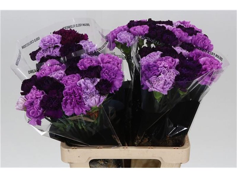 Nagelj Long Mixed Florigene c387