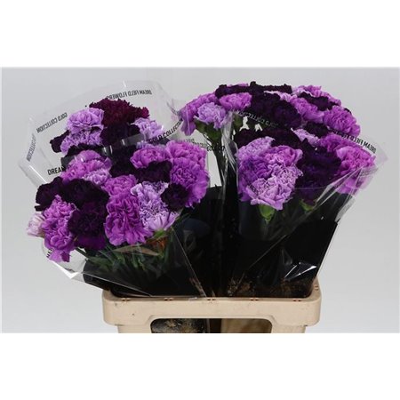 Nagelj Long Mixed Florigene c387