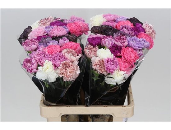 Nagelj Long Mixed Lavender c388