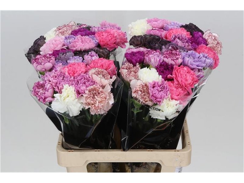 Nagelj Long Mixed Lavender c388