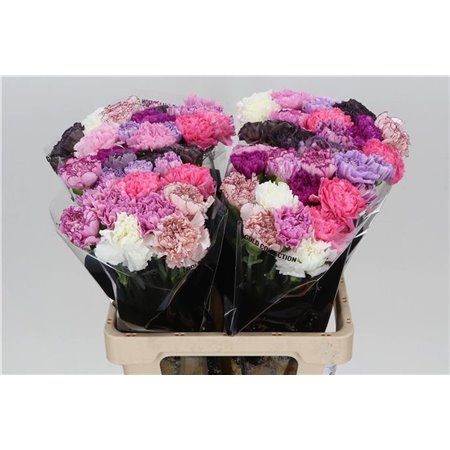 Nagelj Long Mixed Lavender c388