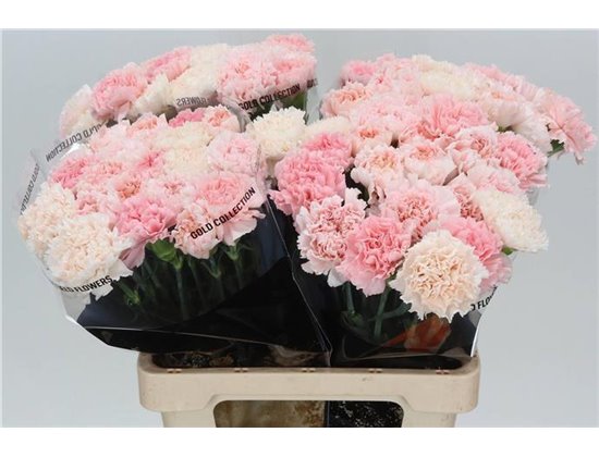 Nagelj Long Mixed Marriage c389