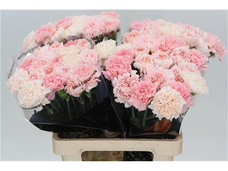 Nagelj Long Mixed Marriage c389