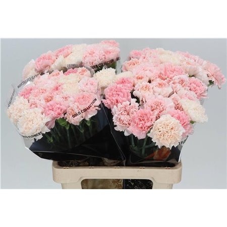 Nagelj Long Mixed Marriage c389