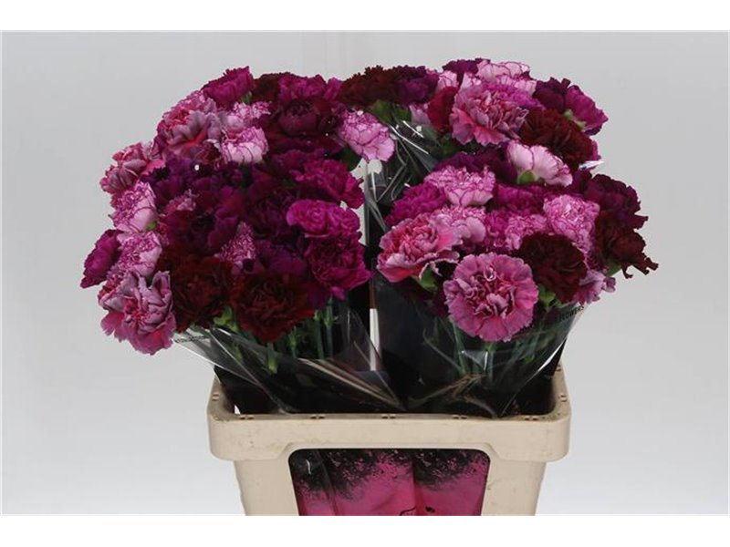 Nagelj Long Mixed Purple c390