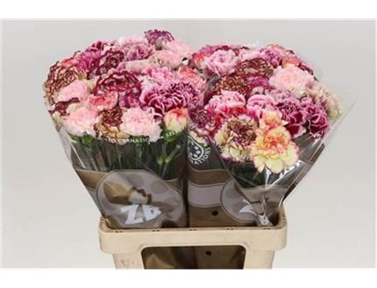 Nagelj Long Mixed Purple c391