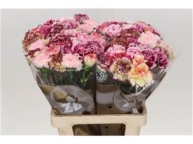 Nagelj Long Mixed Purple c391