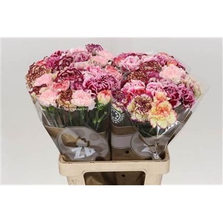 Nagelj Long Mixed Purple c391