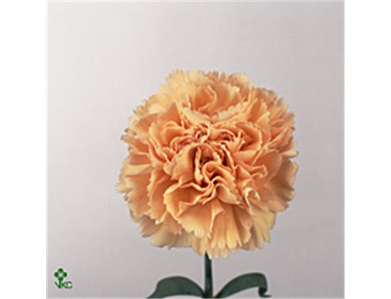 Nagelj Long Peachy Mambo c394