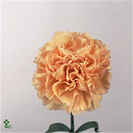 Nagelj Long Peachy Mambo c394