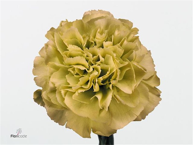 Nagelj Long Prado Mint c395