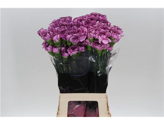 Nagelj Long Royal Damascus c396