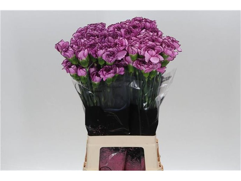 Nagelj Long Royal Damascus c396