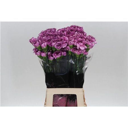 Nagelj Long Royal Damascus c396