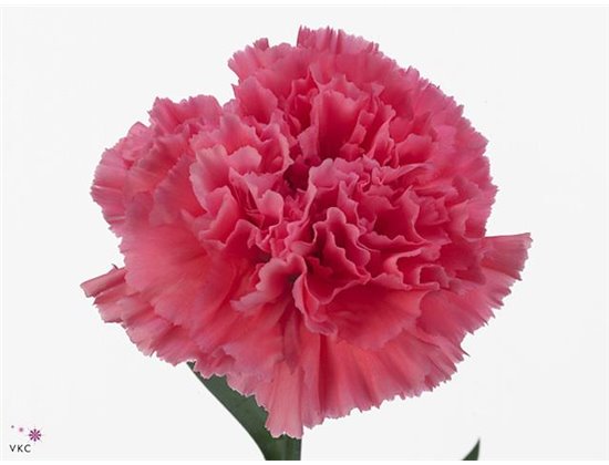 Nagelj Long Spritz Sport c398