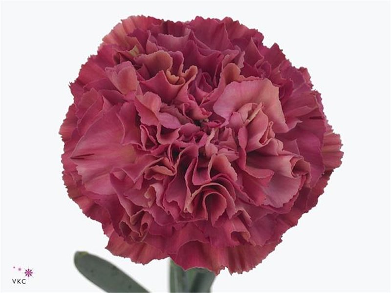 Nagelj Long Tonic Golem c399