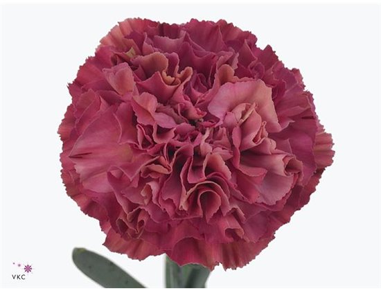 Nagelj Long Viper Wine c400