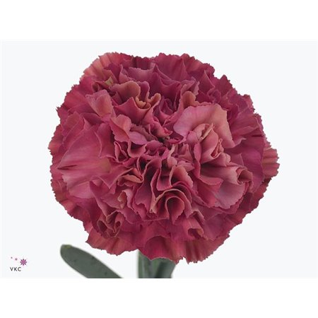 Nagelj Long Viper Wine c400