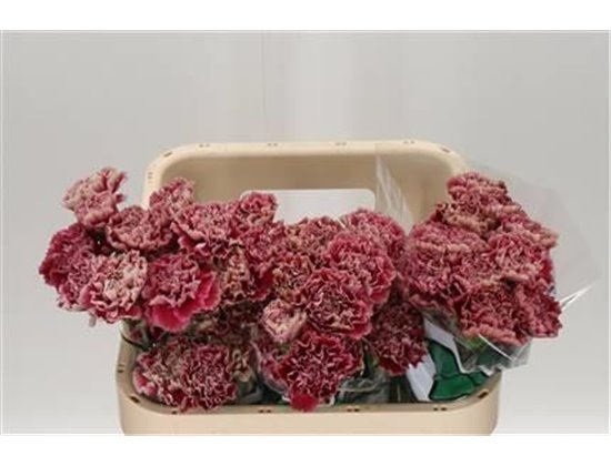 Nagelj Long Vortex c401