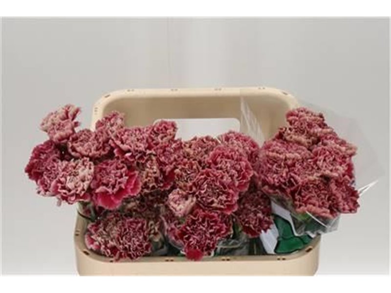 Nagelj Long Vortex c401