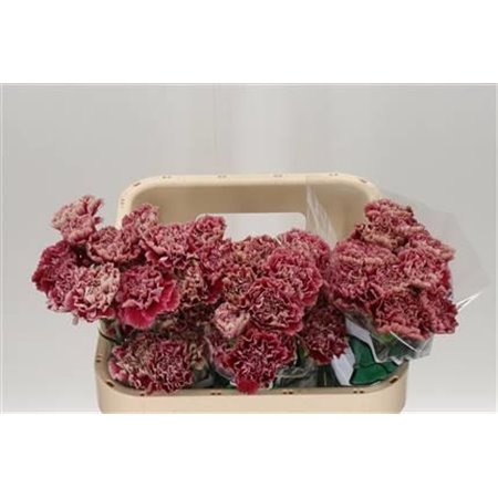 Nagelj Long Vortex c401