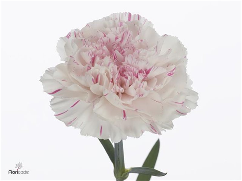 Nagelj Long Yukari Cherry c402