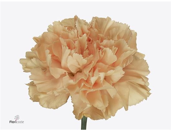 Nagelj Short Caroline Gold c407