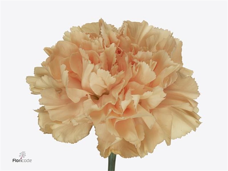 Nagelj Short Caroline Gold c407