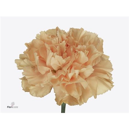 Nagelj Short Caroline Gold c407