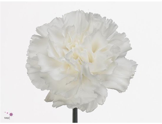 Nagelj Short Damascus c410