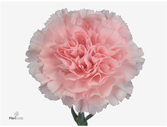 Nagelj Short Don Pedro c412