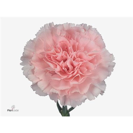 Nagelj Short Don Pedro c412