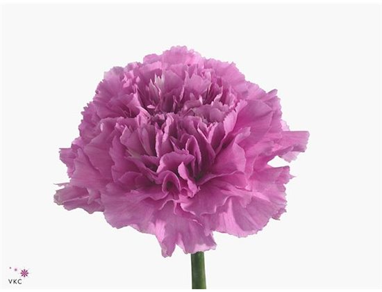 Nagelj Short Farida c413