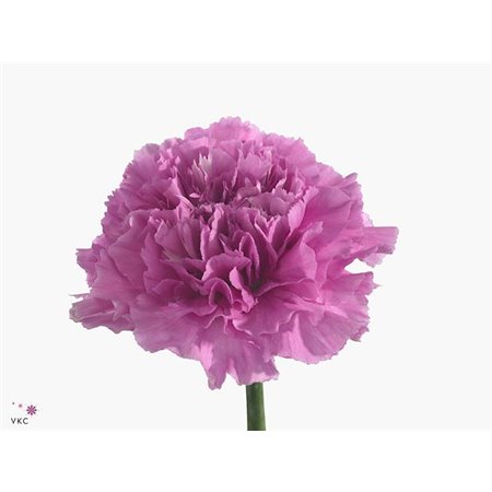 Nagelj Short Farida c413