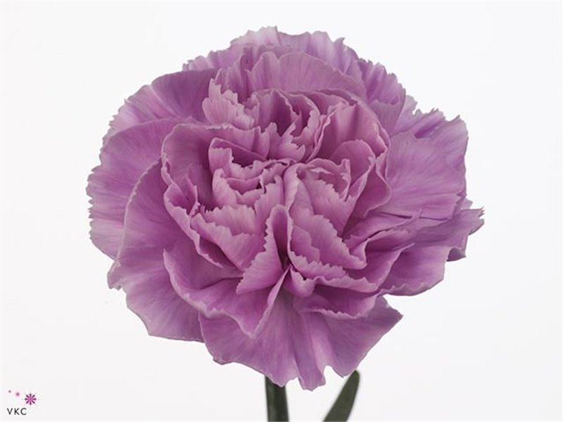 Nagelj Short Fl Moonaqua c414