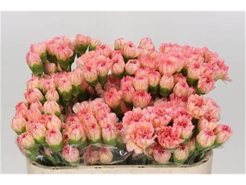 Nagelj Short Fl Moonaqua c415