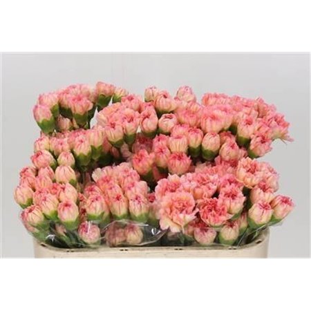 Nagelj Short Fl Moonaqua c415